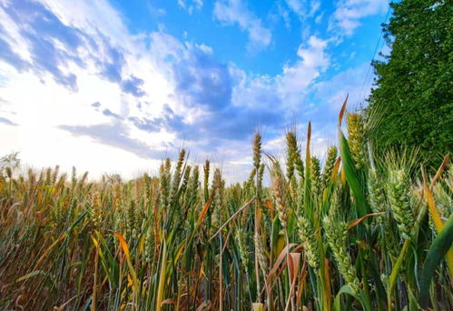 北京通州，麥黃迎芒種——豐收時節谷類作物迎來新一季
