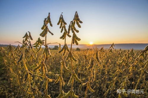 大豆的生長階段與加工谷物產品概述