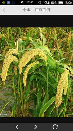 粟、小米與高粱 辨識常見谷類作物