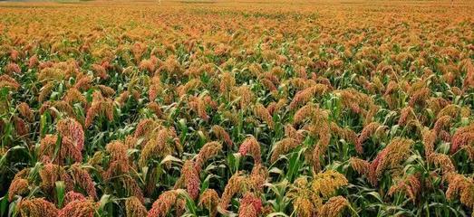 紅糧熟了，誰先樂？——谷物加工產業鏈的共贏圖景