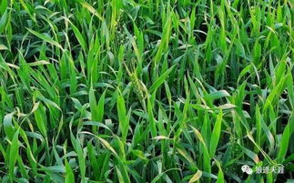 農歷五月十八 早稻抽穗 谷類作物