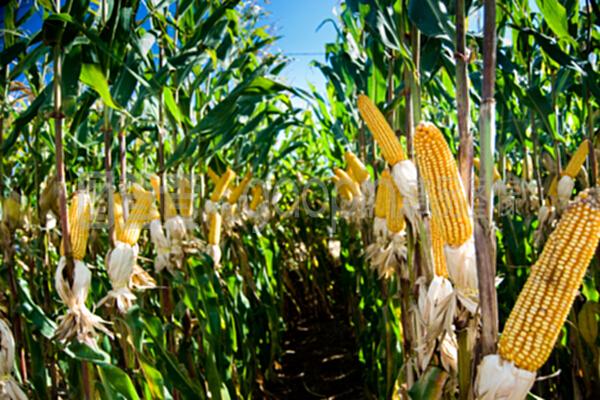 從田間到餐桌 玉米作物的現(xiàn)代化加工與谷物產(chǎn)品創(chuàng)新